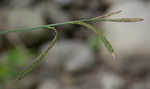 Twisted sedge